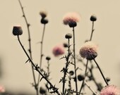 Pale spring photography- pink, landscape, nature, dreamy, foliage, woodland, nursery decor, fine art photography, winter decor, 8x10 print