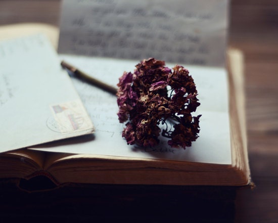 Letter book photograph- romantic,  beige, cream, dried flower, vintage, hydrangea, still life, hand written 8x10 print, fine art photography