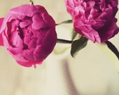 Peony Photograph- hot pink, romantic, floral, flower, girly, cream, vase, still life, 8x10, fine art photograph