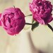 Peony Photograph- hot pink, romantic, floral, flower, girly, cream, vase, still life, 8x10, fine art photograph
