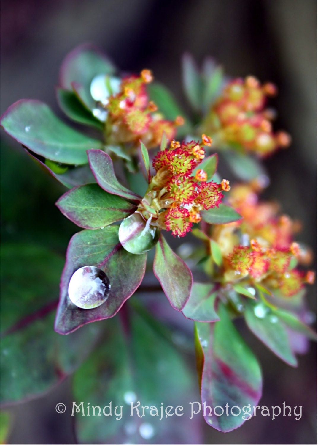 Flower Photography, Plant Photo, Waterdrop, Spring Print, Nature, Macro, Wall Decor - 8x10 Print