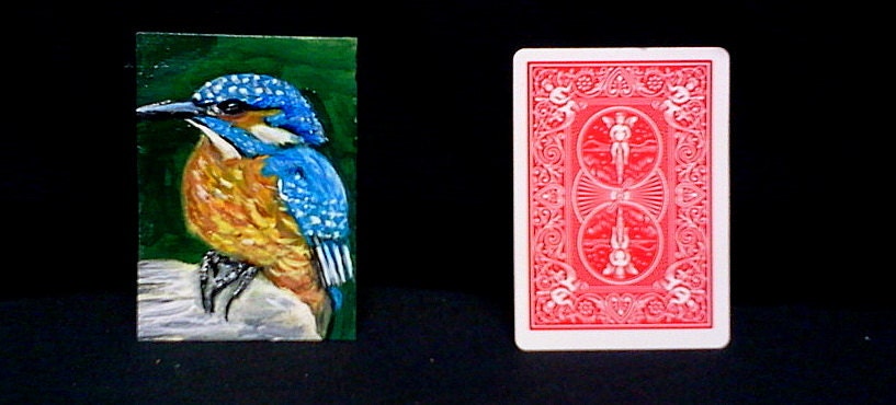 Kingfisher Bird-- original,acrylic miniature, (ACEO) painting on 2.5" x 3.5", 246 pound canvas sheet. figurative, wildlife, table decor