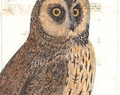 Antique Owl Collage Art Print  - 5 x 7 - Owl A - Woodland