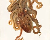 Antique Octopus Art Print - 5 x 7 - Natural History - Octopus eledone moschata
