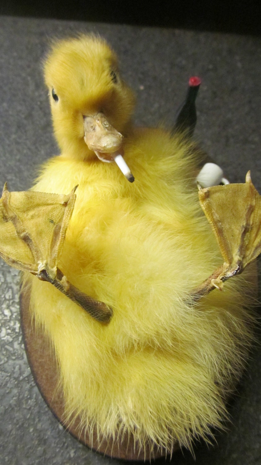 Taxidermy Drunken Duckling little party animal