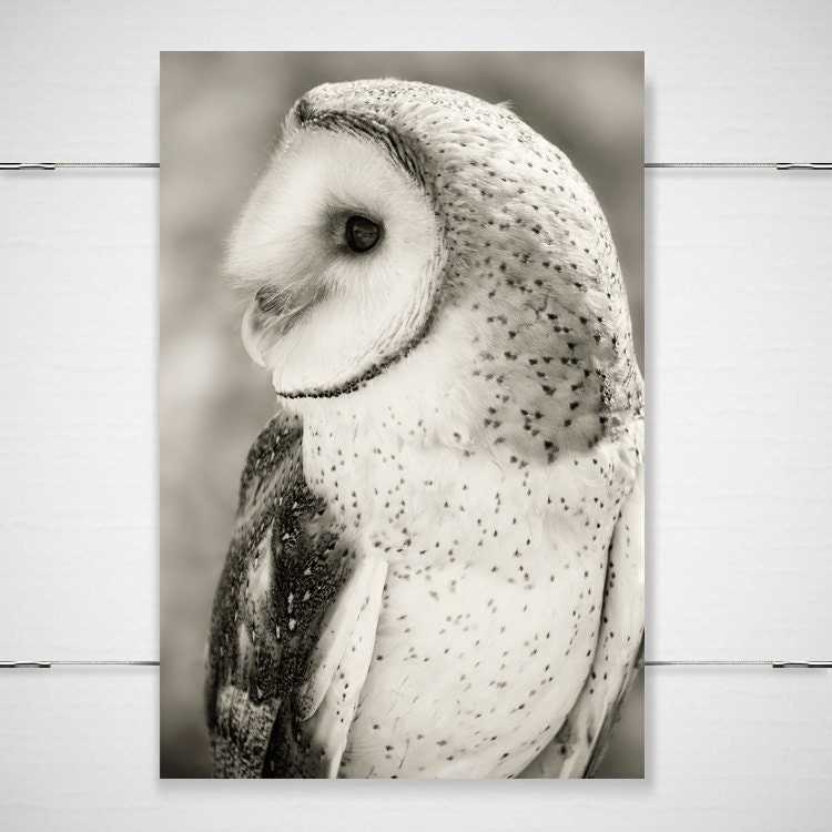 Barn Owl Photography / dreamy mysterious fantasy folk / black white woodland creature / 8x12 photograph print / "Breathe Me"