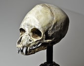 Fetal Werewolf Skull Display