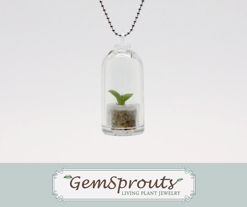 GemSprouts - Living Prickly Pear with Ballchain Necklace