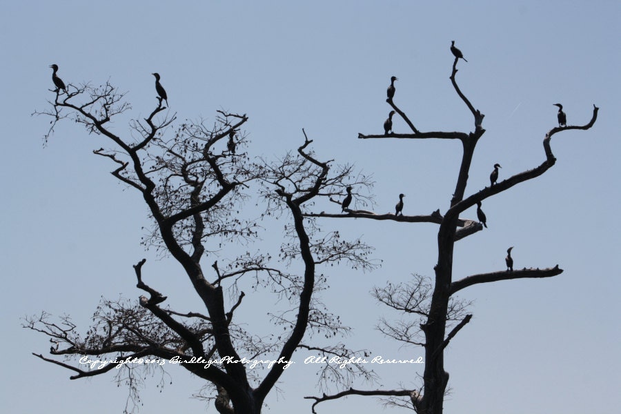 Cormorants in Sihloutte - Chickahominy River, Virgina