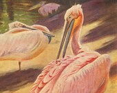 1920s Water Birds Vintage Print Pelican, Lithograph