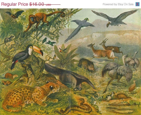 Fauna Neotropic Ecozone 1923,  Vintage Lithograph Print