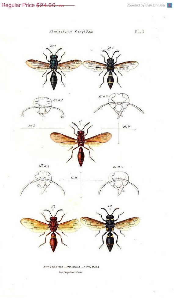 1875 Antique Entomology Print, Scientific Illustration, American Wasps, Montezumia, Monobia, Nortonia,