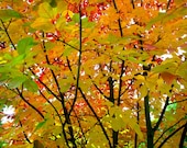 Autumn Leaves