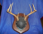 Real bone animal part deer head taxidermy skeleton skull cap with antlers