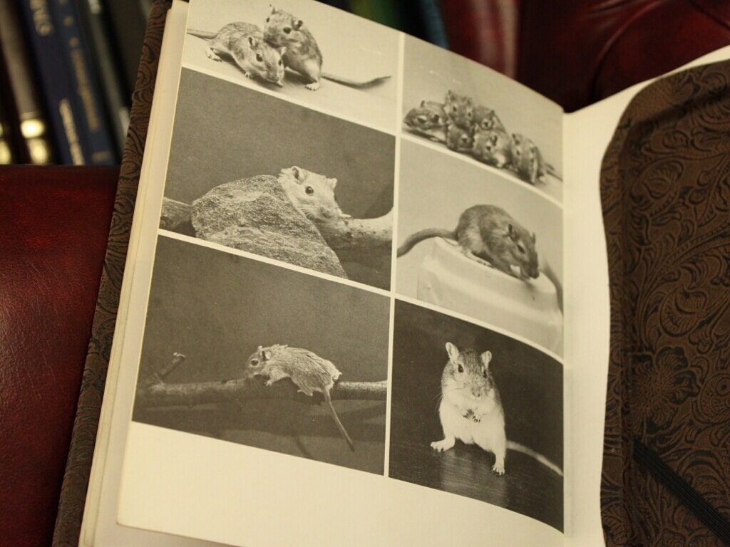 Kindle Keyboard Cover - 'Gerbils" - ReAuthored