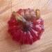 Glass Pumpkin by Jonathan Winfisky - Deep Garnet Red