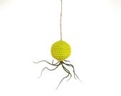 The ORIGINAL Hanging Air Plant Container with Bulbosa Air Plant Lime Green