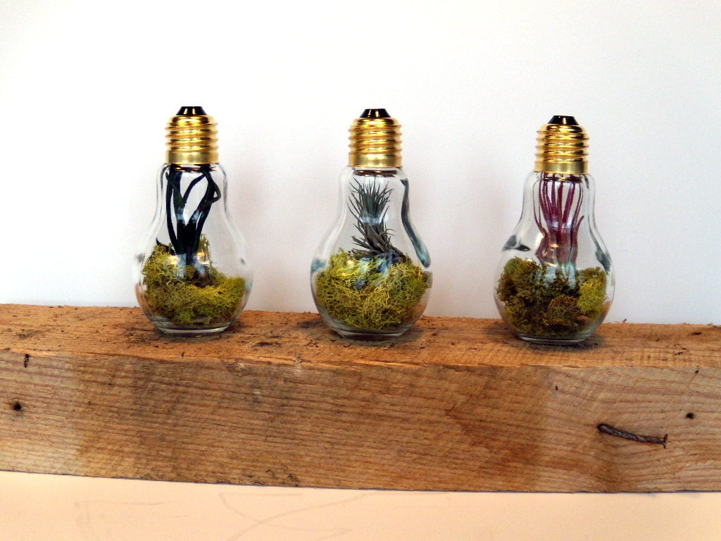 Terrarium Lightbulb Trio - 3 Air Plants in 3 Light Bulb Terrariums