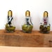 Terrarium Lightbulb Trio - 3 Air Plants in 3 Light Bulb Terrariums