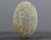 Honey Comb Fossil Coral - Dome, XL Sea Specimen Fossils - 54mm (C2689)