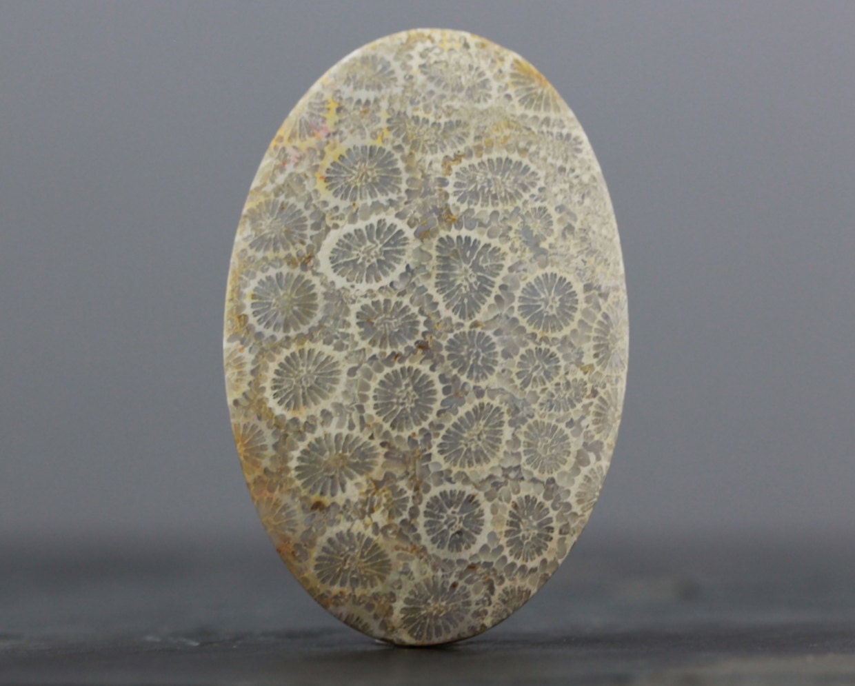 Honey Comb Fossil Coral - Dome, XL Sea Specimen Fossils - 54mm (C2689)