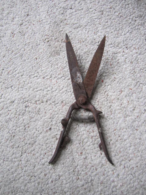 Primitive grass or sheep shears.