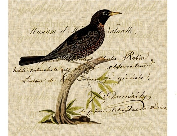 Bird on branch French ephemera writing Spring Digital download image for iron on fabric transfer burlap decoupage papercraft No. 1838