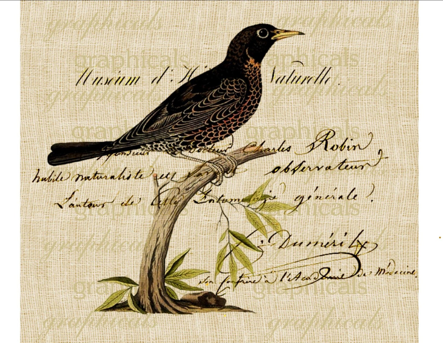 Bird on branch French ephemera writing Spring Digital download image for iron on fabric transfer burlap decoupage papercraft No. 1838