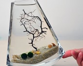 Marimo Terrarium // Japanese Moss Ball Aquarium // Flat Vase // Sea Fan // Shells // Green Gift // Home Decor