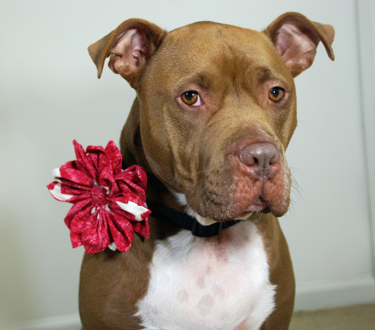 Dog Collar Flower American Flag