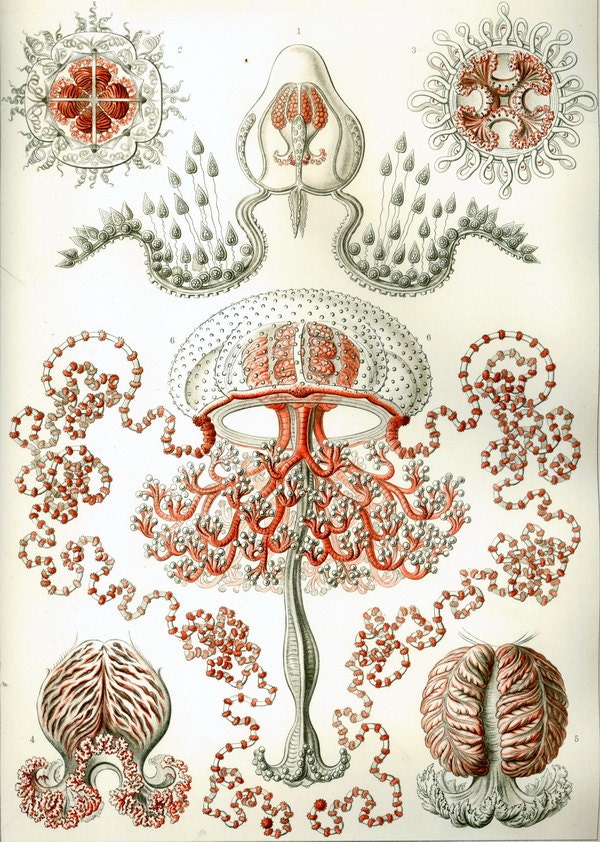 Red and Gray-Jellyfish-Soft delicate colors-home decor-Ocean-Nature-Underwater-Art Treasures