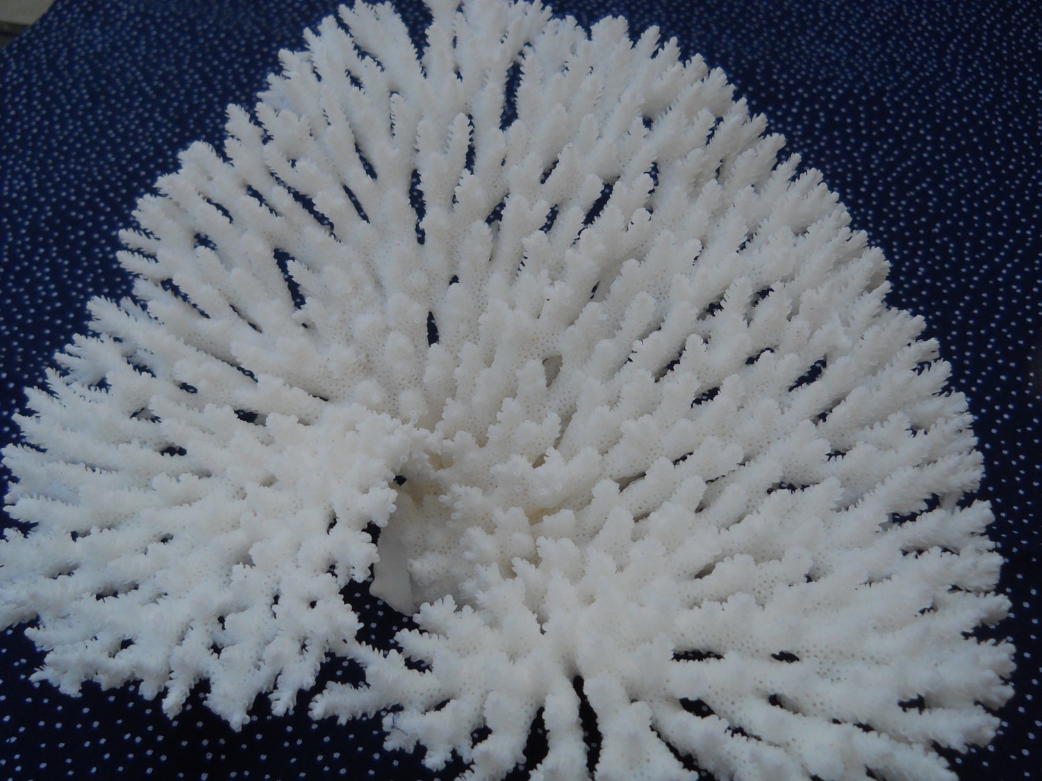 large white table coral BEACH NAUTICAL COASTAL home decor weddings