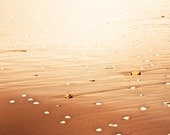 beach photography 8x10 print nautical decor wall art vintage inspired sand seashells ocean photography golden sunlight summer gold macro
