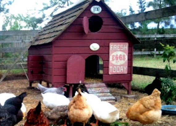 Chicken Coop Plans New England Cranberry Cape Barn Red Poultry Duck PDF - House 6 Hens in Style - Easy Build DIY