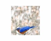 5 x 5 Fine Art Photo - Eastern Bluebird - FREE US SHIPPING For Her