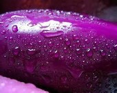 7 China Purple Tomatoes-1028A