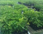5 Aztec Dream Herb Seed-1269