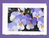SPRING FLOWERS Greeting Card Purple Mauve Pansies Wall Art Home Decor Handmade Fine Art Photography Barbara Koch