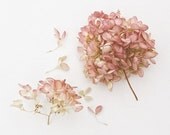 Pink Hydrangea Botanical Rose Pink Minimal Springtime Mothers Day Still Life Nature Photography, 8 x 10 Fine Art Print