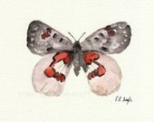 Red, Pink, Grey, Apollo Butterfly, Original Watercolor Specimen Painting, 5x7