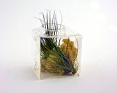 Tillandsia Square