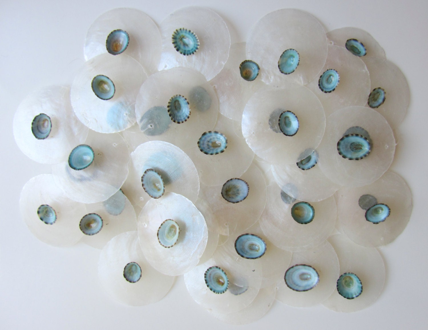 Beach Decor - Capiz and Limpet Shell Garland
