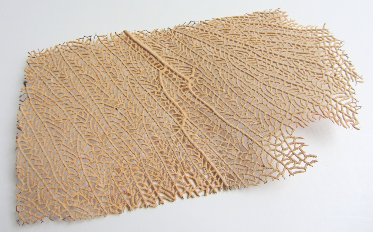 Beach Decor - Natural Sea Fan - Medium Sized