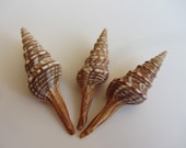 Shells 15 pcs - Beach Decor - Turris Shells