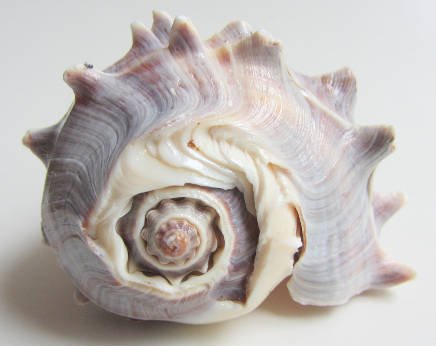 Beach Decor - Seashell - Striped Conch Shell for Beach Weddings, Decor or Crafts