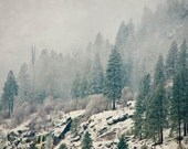 Winter Pink and Blue Forest, Pacific Northwest, Trees, Nature 12 x 18