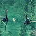 Nature Photography, Black Swans, Spring Decor, Blue, Aqua, Swan Family, Chicks, Fine Art Photography, 8x12, Water Life - The Life Aquatic