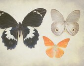 Nature Photography 8x10, Butterfly Photograph, Orange Brown Home Decor, Neutral Summer Photo, Butterflies Print, Etymology Wall Art