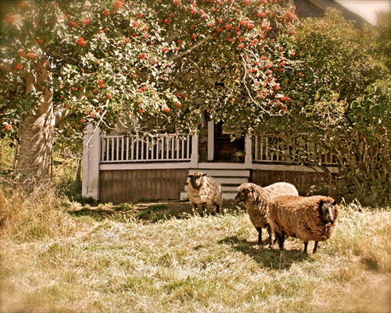 Animal Fairytale Photography, Sheep, Vintage Look, Tea Party, Tree, Whimsy