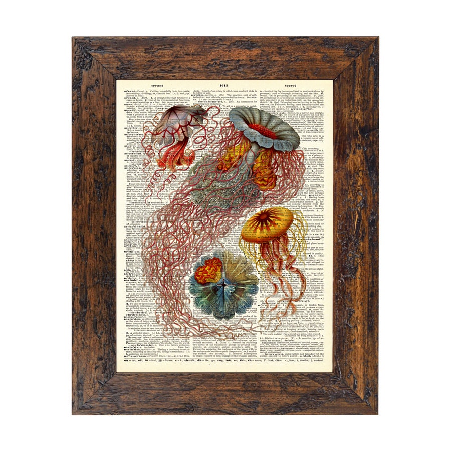 Ernst Haeckel Natural History Jellyfish Print on an Unframed Upcycled Bookpage